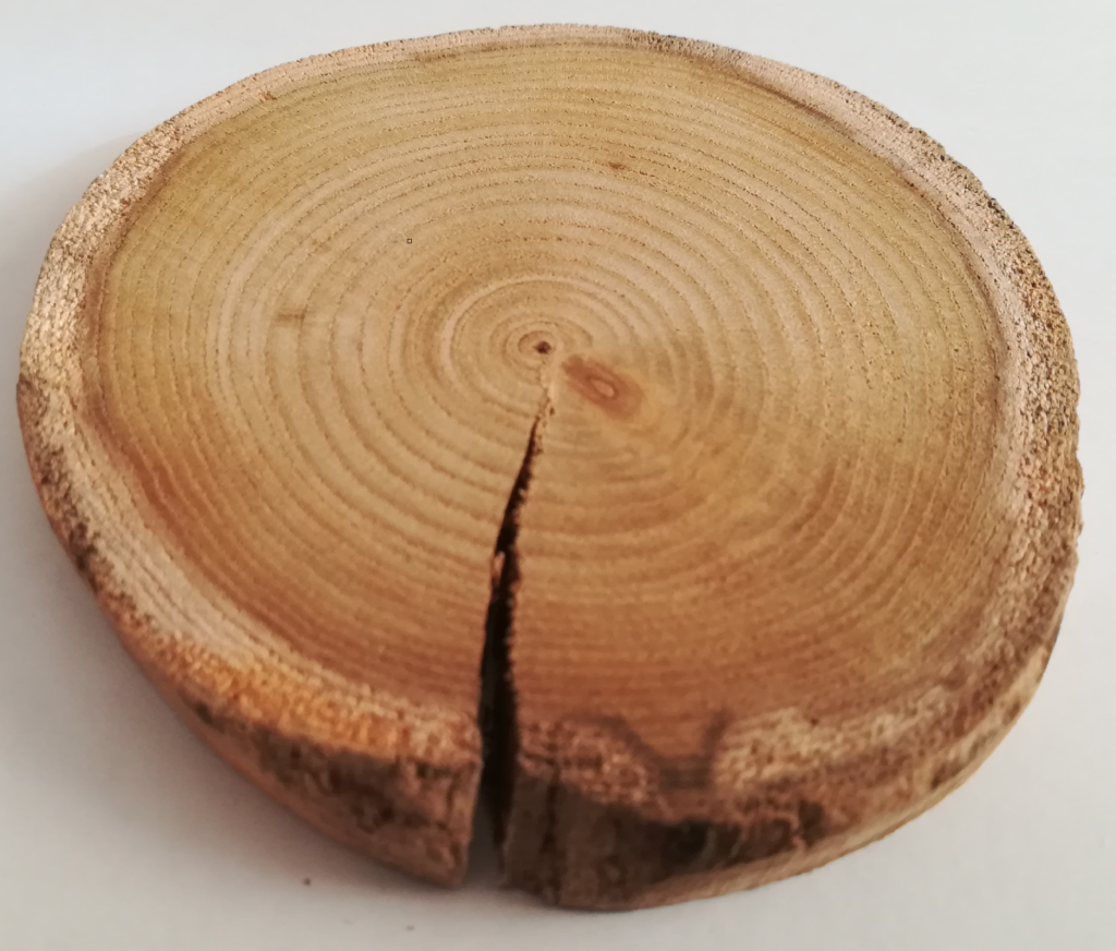Anelli di legno in un piccolo campione di legno di acacia