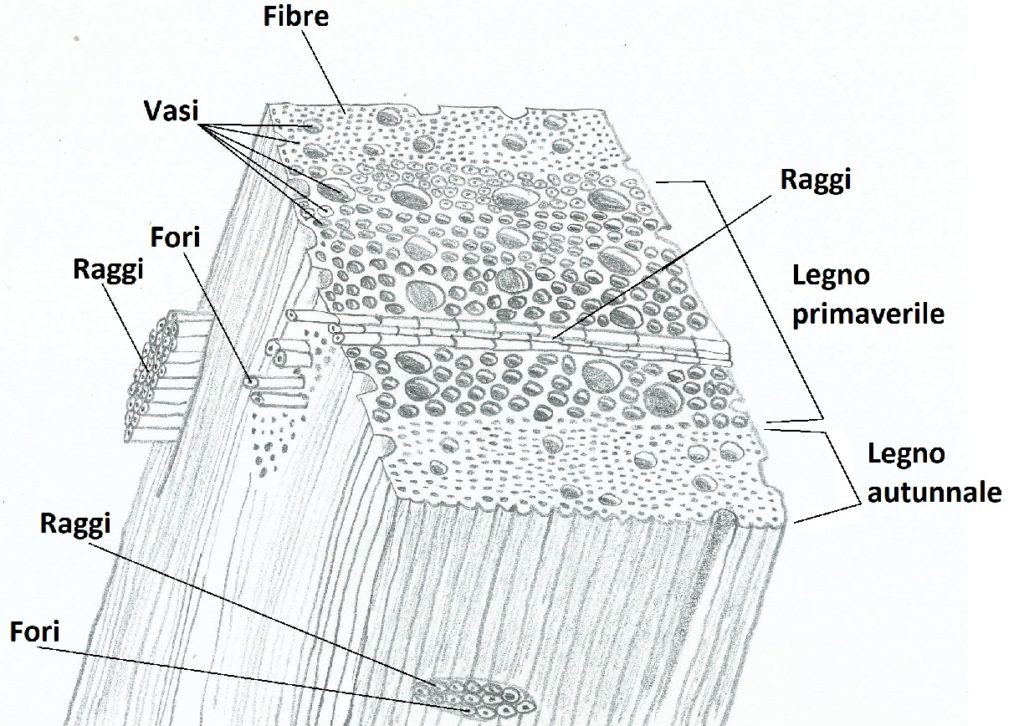 Tessuto legnoso