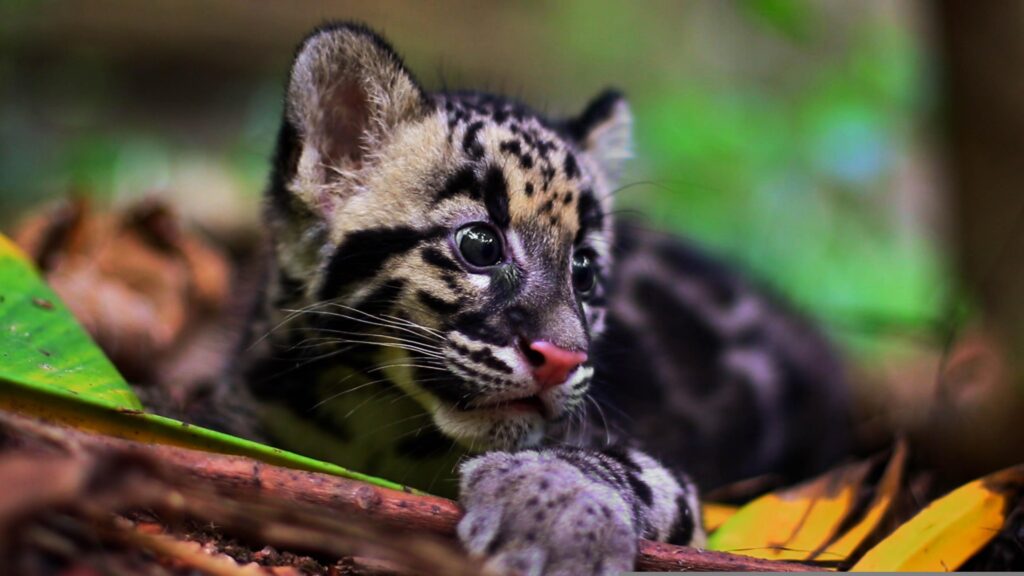Leopardo Nebuloso
